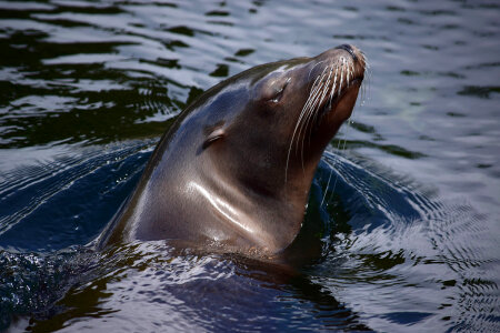 Sea Lion surfacing from the water photo