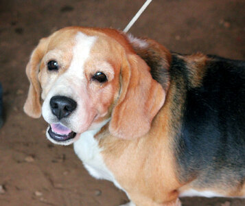 Beagle Dog photo