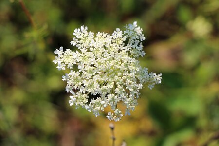 White flower macro close up in nature photo