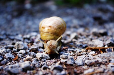 Mollusc slimy invertebrate