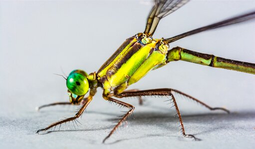 Insect close up abdomen photo