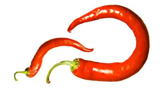 Red chilli pepper photo