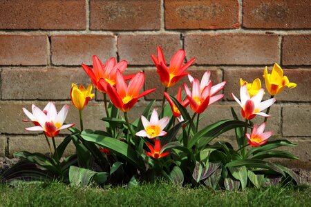 Bunch color colorful