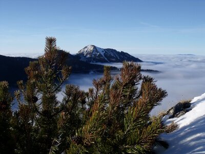 Trees slopes cold photo