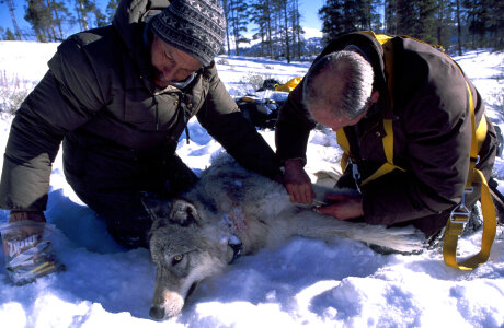Biologists with tranquilized gray wolf photo