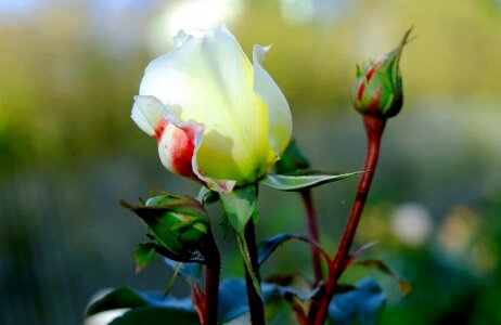 Beautiful Flowers beautiful photo bloom