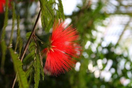 Red green bloom