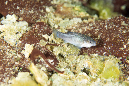 Captive Devils Hole pupfish-1