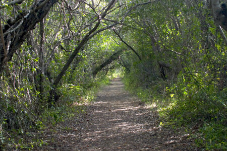 Overarching trees in the everglades