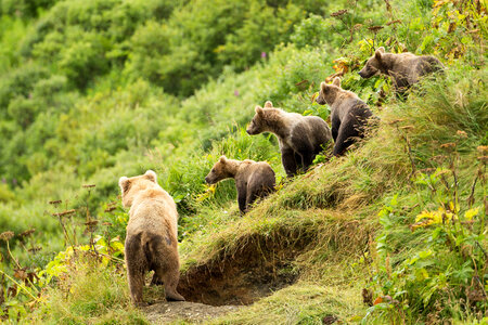 Kodiak bear family on a hill