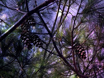 Branch branches conifer