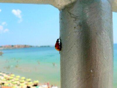 Ladybug vertical 