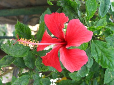 Tropical blossoms flowering photo