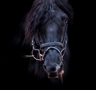 Stallion equestrian equine