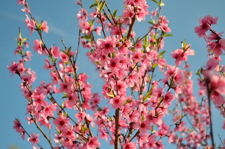 Flowering tree peach blossoms handsomely photo