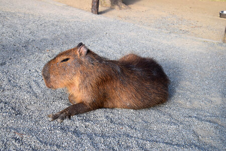 3 Capybara