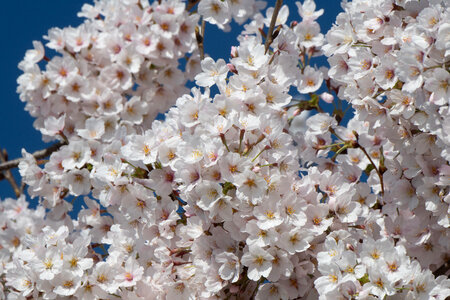 The cherry blossom trees in Washington D.C