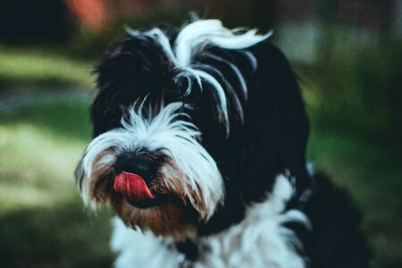 Small Dog Licking Nose photo
