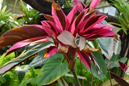 Flower nature organism