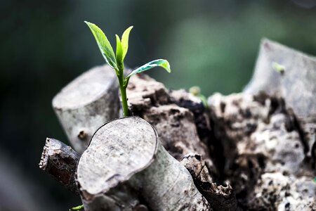 Plant nature growing
