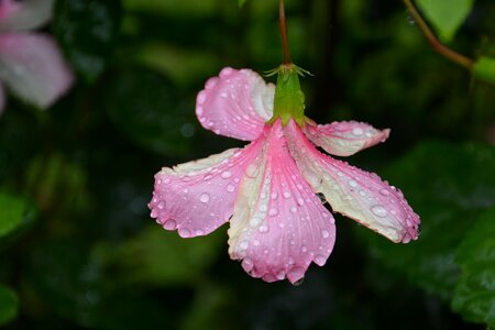 Dewdrop raindrop close up