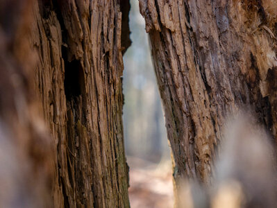 Tree in forest split in half