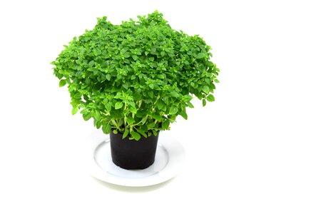 Basil cooking food