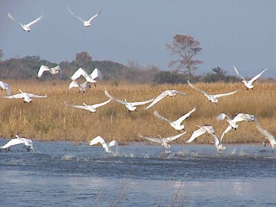 Flight tundra 