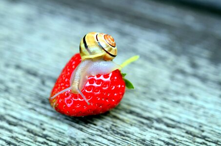 Animals beautiful photo snail
