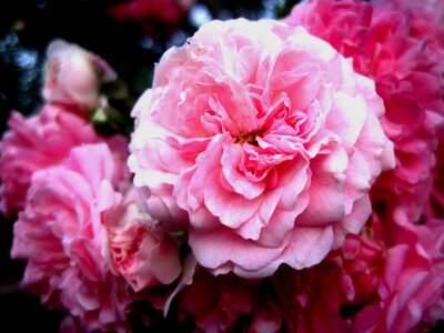 Soft petals delicate