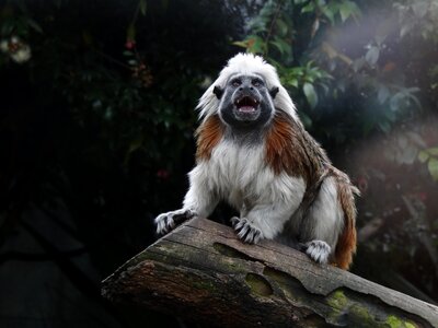 Monkey Tamarin Pinc -Saguinus oedipus photo