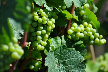 Leaves winegrowing green photo