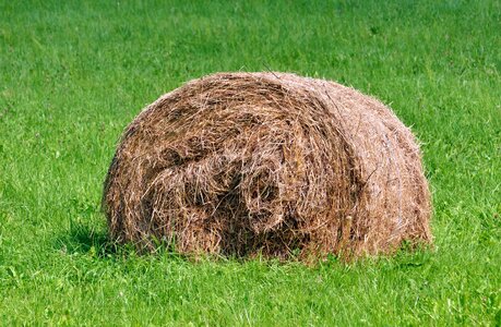 Grass hay meadow