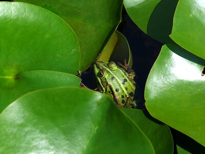 Pond lotus flower botanical garden photo