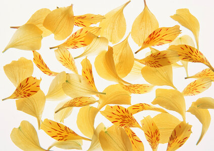 yellow flower petals photo