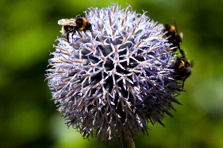 Flora plant bumblebees