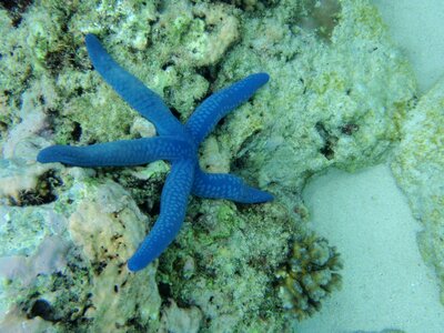 Diving snorkeling ocean photo