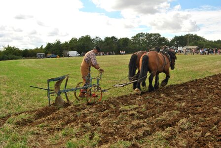 Agriculture animal animals