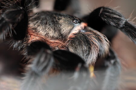 Spider - Macro View