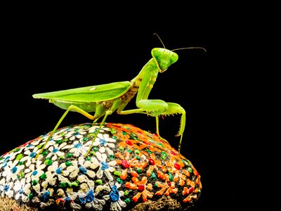 Fishing locust green close up