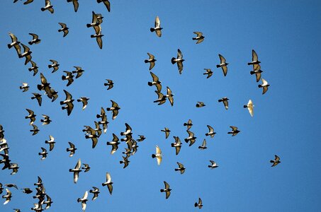 Animal sky blue photo