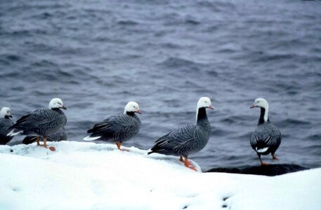 Emperor geese 