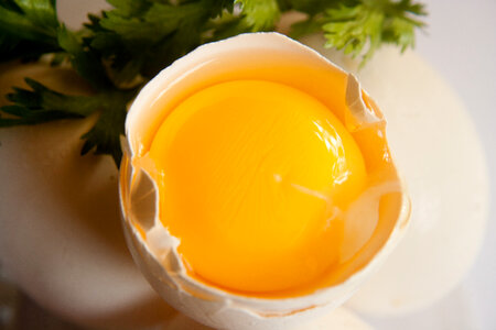 Raw Egg Yolk photo