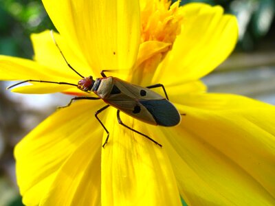 Animal arthropod beautiful flowers photo