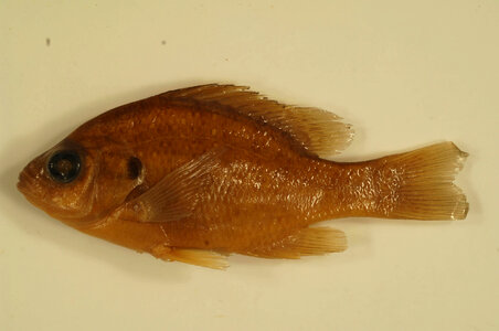 Lepomis gibbosus-9 photo