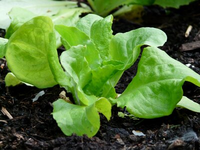 Green food vegetables photo