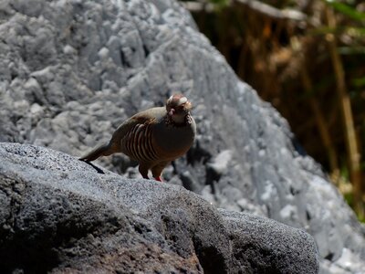 Alectoris barbara species pheasant-like photo