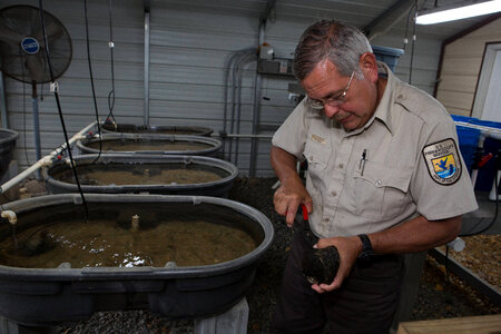 FWS biologist holds a purple bankclimber freshwater mussel-4