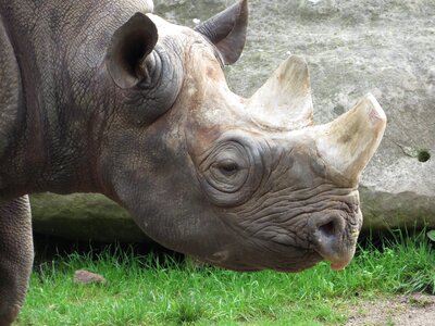 African animal black photo