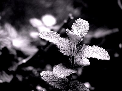Vintage plant black